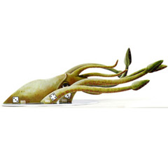 No matching image available.