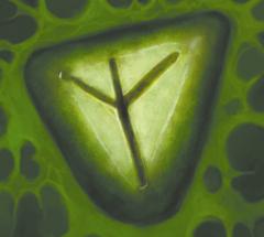 No matching image available.