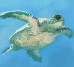 No matching image available.