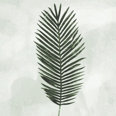 No matching image available.